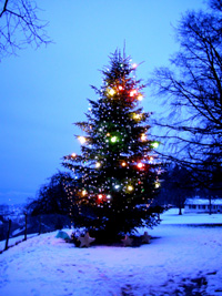 Weihnachtsbaum